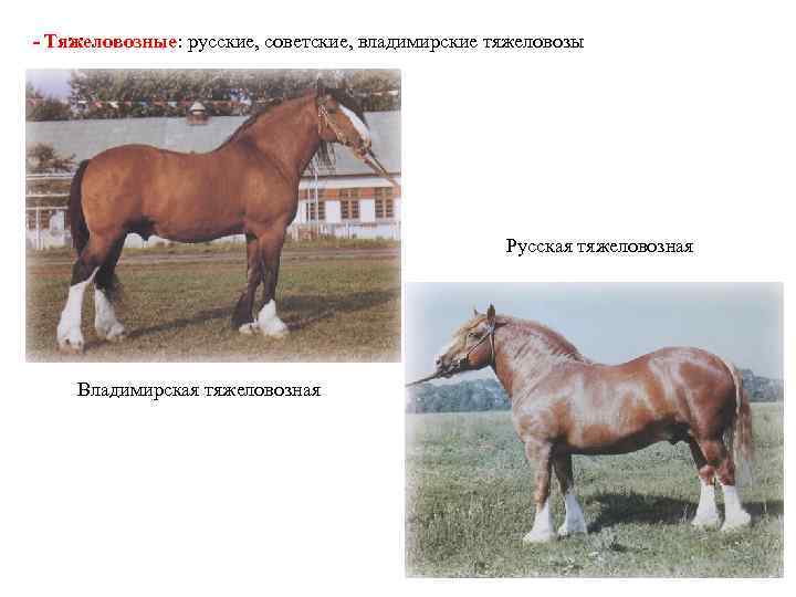 - Тяжеловозные: русские, советские, владимирские тяжеловозы Русская тяжеловозная Владимирская тяжеловозная 