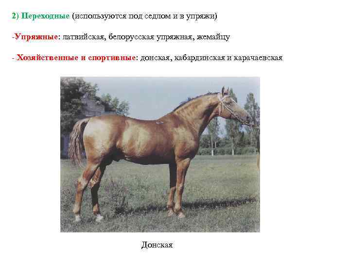 2) Переходные (используются под седлом и в упряжи) -Упряжные: латвийская, белорусская упряжная, жемайцу -