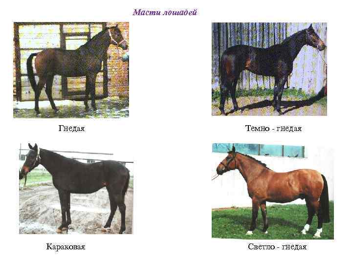 Масти лошадей Гнедая Караковая Темно - гнедая Светло - гнедая 