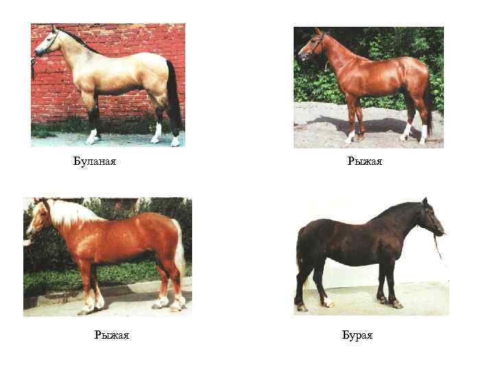 Буланая Рыжая Бурая 