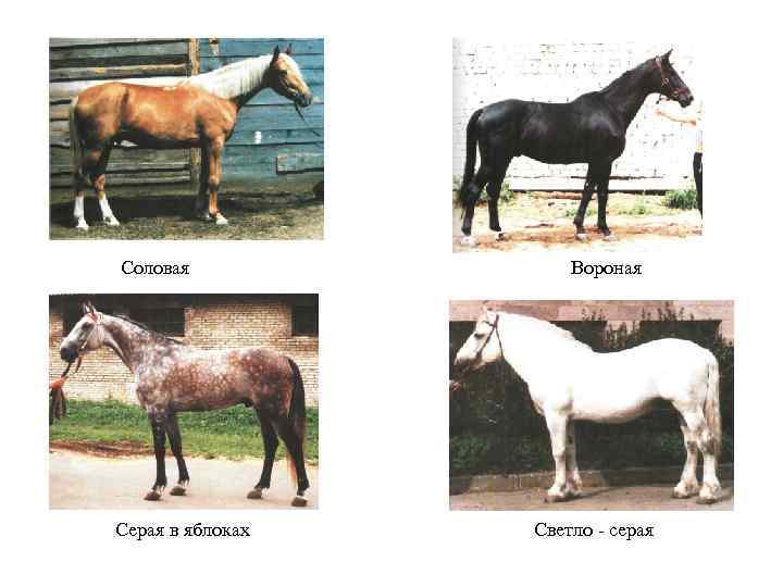 Соловая Серая в яблоках Вороная Светло - серая 