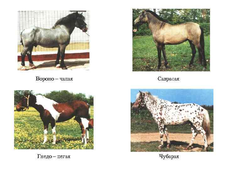 Вороно – чалая Саврасая Гнедо – пегая Чубарая 