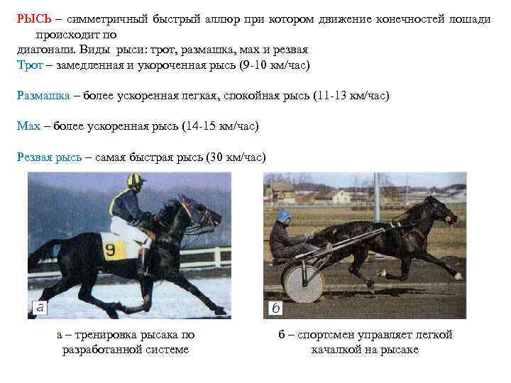РЫСЬ – симметричный быстрый аллюр при котором движение конечностей лошади происходит по диагонали. Виды