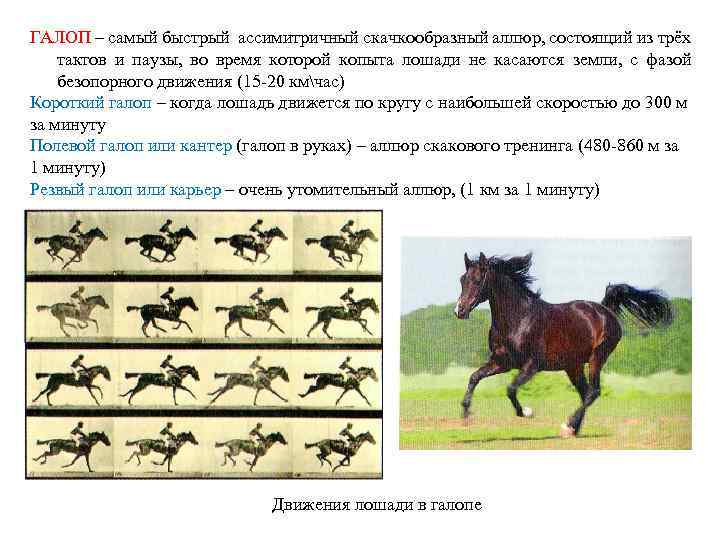 ГАЛОП – самый быстрый ассимитричный скачкообразный аллюр, состоящий из трёх тактов и паузы, во