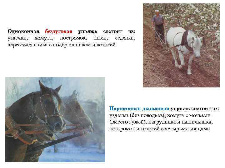 Одноконная бездуговая упряжь состоит из: уздечки, хомута, постромок, шлеи, седелки, чересседельника с подбрюшником и