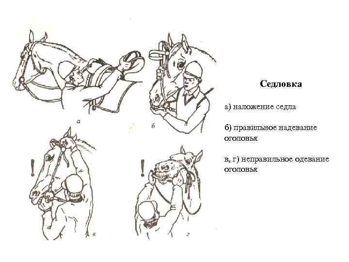 Седловка а) наложение седла б) правильное надевание оголовья в, г) неправильное одевание оголовья 