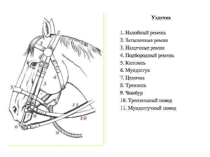 Уздечка 1. Налобный ремень 2. Затылочные ремни 3. Нащечные ремни 4. Подбородный ремень 5.