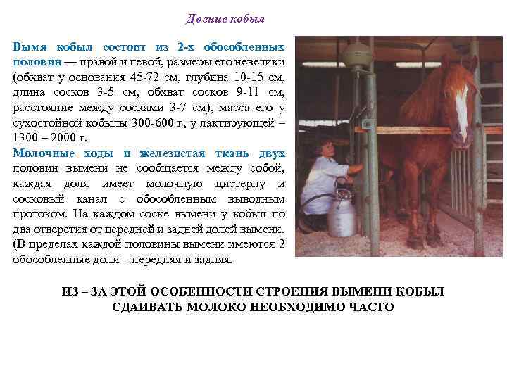 Доение кобыл Вымя кобыл состоит из 2 -х обособленных половин –– правой и левой,