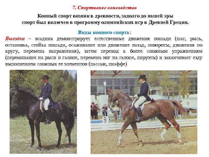 7. Спортивное коневодство Конный спорт возник в древности, задолго до нашей эры спорт был