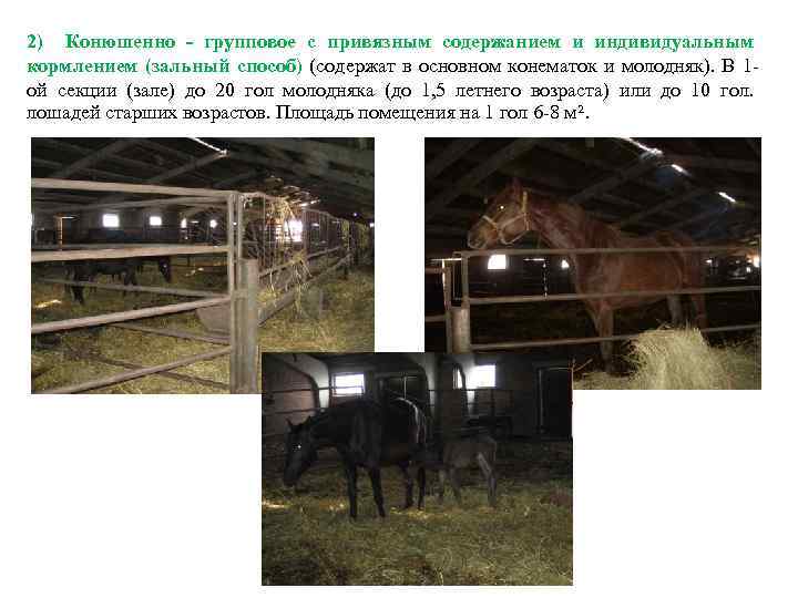 2) Конюшенно - групповое с привязным содержанием и индивидуальным кормлением (зальный способ) (содержат в