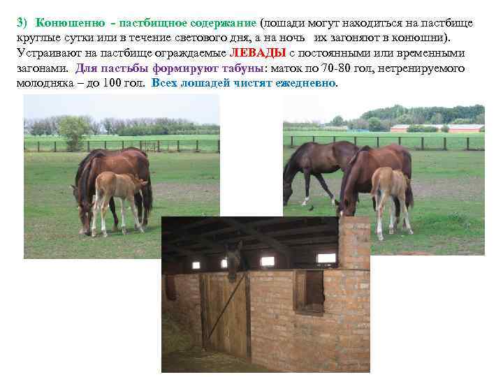 3) Конюшенно - пастбищное содержание (лошади могут находиться на пастбище круглые сутки или в