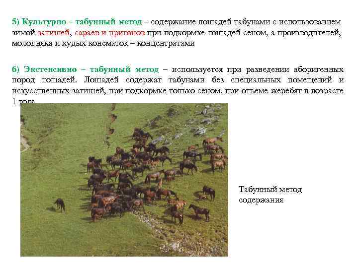 5) Культурно – табунный метод – содержание лошадей табунами с использованием зимой затишей, сараев