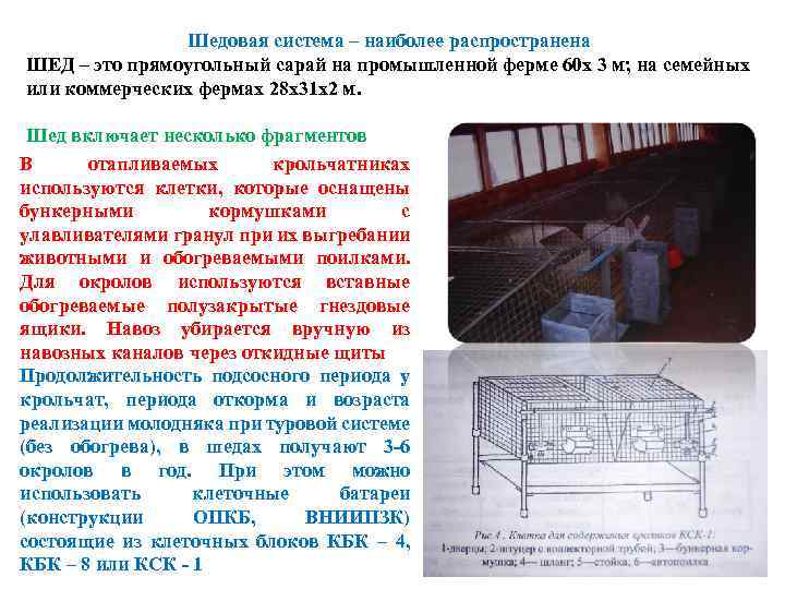 Шедовая система – наиболее распространена ШЕД – это прямоугольный сарай на промышленной ферме 60