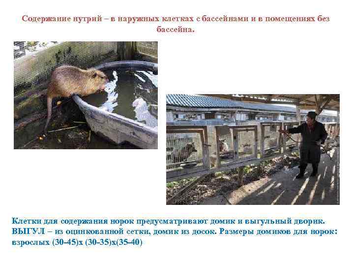 Содержание нутрий – в наружных клетках с бассейнами и в помещениях без бассейна. Клетки