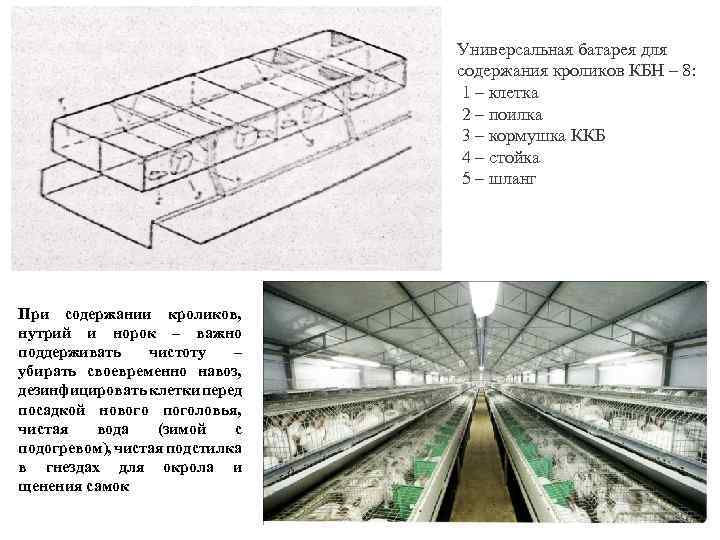 Универсальная батарея для содержания кроликов КБН – 8: 1 – клетка 2 – поилка