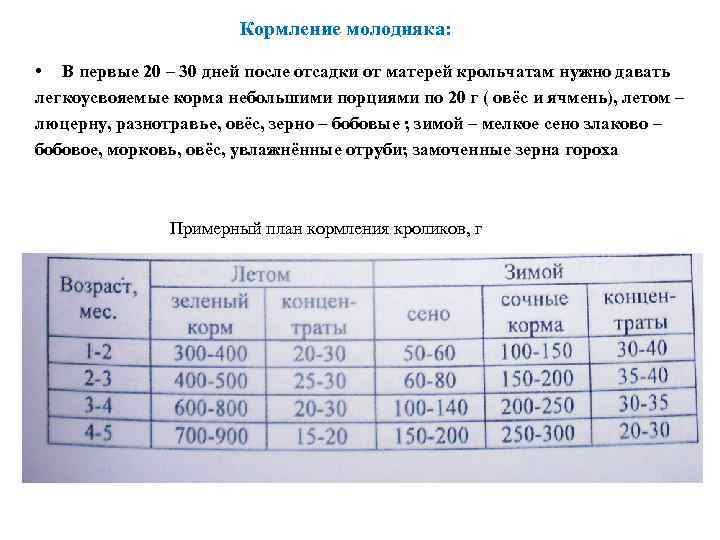 Кормление молодняка: • В первые 20 – 30 дней после отсадки от матерей крольчатам
