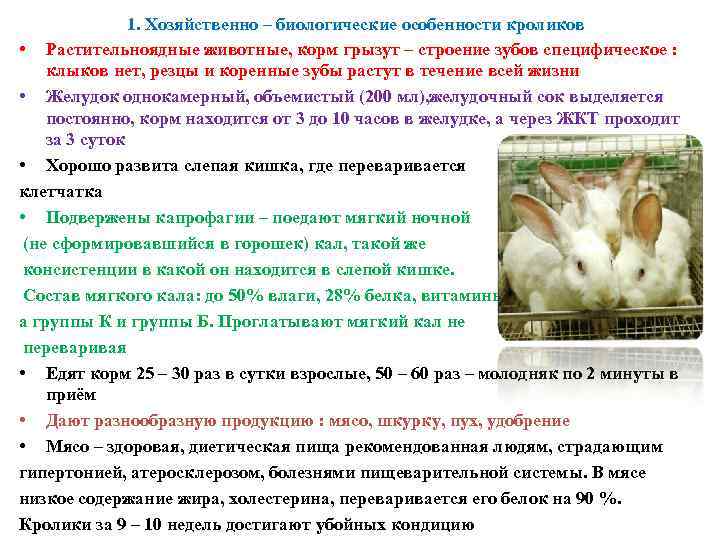 1. Хозяйственно – биологические особенности кроликов • Растительноядные животные, корм грызут – строение зубов