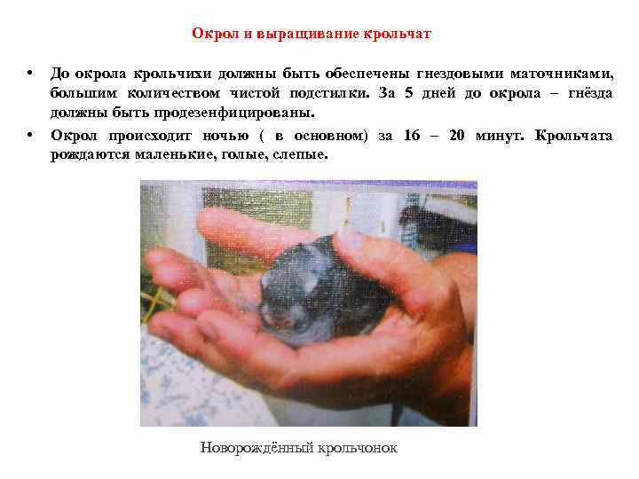 Окрол и выращивание крольчат • • До окрола крольчихи должны быть обеспечены гнездовыми маточниками,