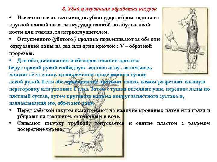 8. Убой и первичная обработка шкурок • Известно несколько методов убоя: удар ребром ладони