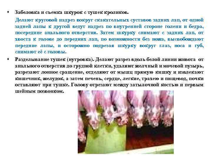  • • Забеловка и съемка шкурок с тушек кроликов. Делают круговой надрез вокруг