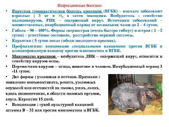 Инфекционные болезни: • Вирусная геморрагическая болезнь кроликов (ВГБК) – вначале заболевают взрослые ( 3