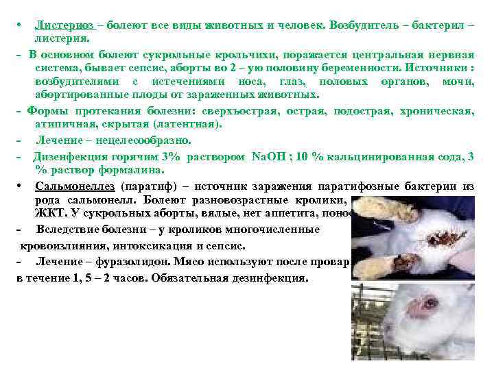  • Листериоз – болеют все виды животных и человек. Возбудитель – бактерил –