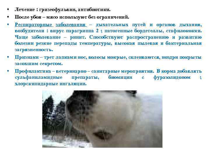  • • • Лечение : гризеофульвин, антибиотики. После убоя – мясо используют без
