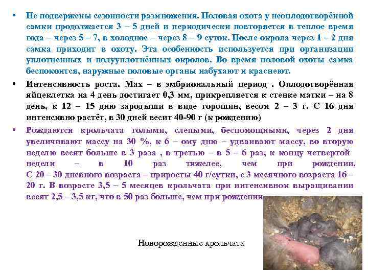  • • • Не подвержены сезонности размножения. Половая охота у неоплодотворённой самки продолжается