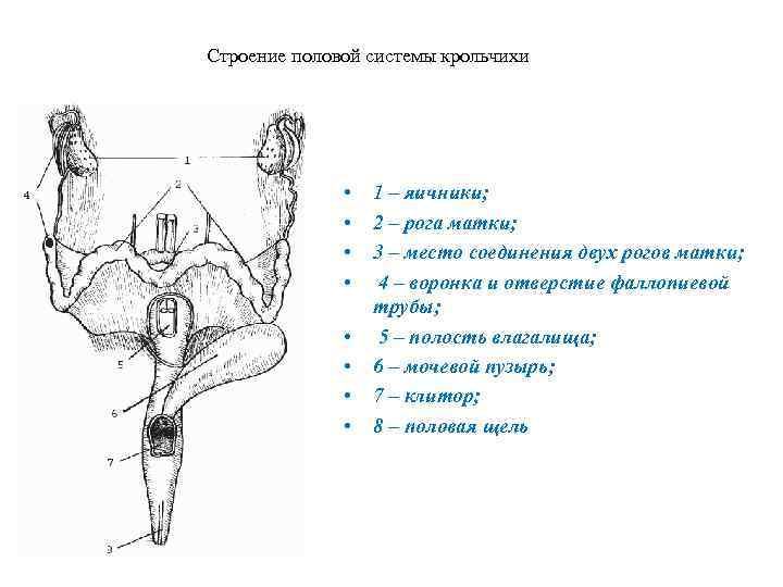 Строение половой системы крольчихи • • 1 – яичники; 2 – рога матки; 3