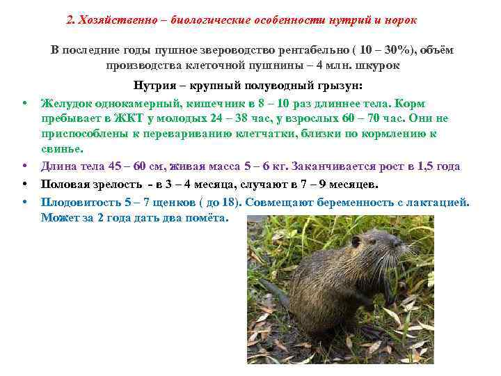 2. Хозяйственно – биологические особенности нутрий и норок В последние годы пушное звероводство рентабельно