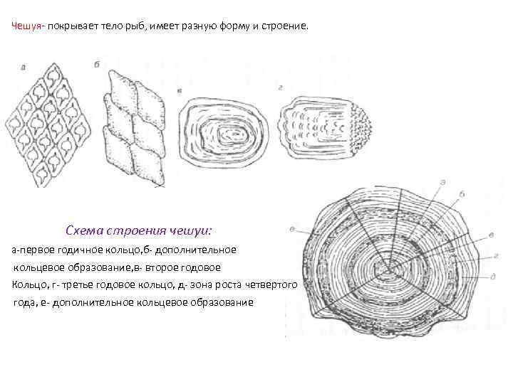 Чешуя- покрывает тело рыб, имеет разную форму и строение. Схема строения чешуи: а-первое годичное