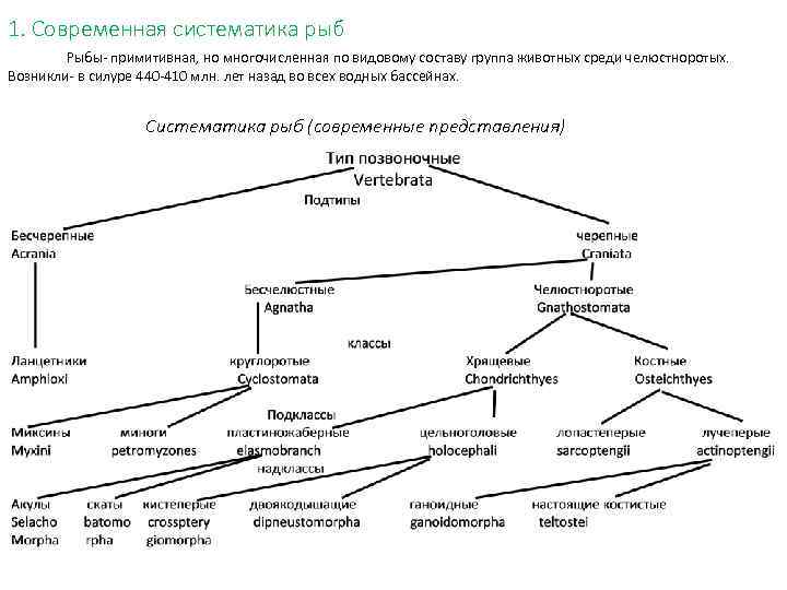 1. Современная систематика рыб Рыбы- примитивная, но многочисленная по видовому составу группа животных среди