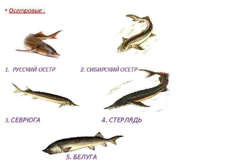  • Осетровые : 1. РУССКИЙ ОСЕТР 2. СИБИРСКИЙ ОСЕТР 3. СЕВРЮГА 4. СТЕРЛЯДЬ