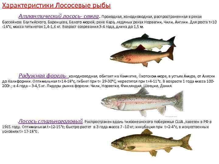 Характеристики Лососевые рыбы Атлантический лосось- семга. Проходная, холодноводная, распространенная в реках бассейнов: Балтийского, Баренцева,