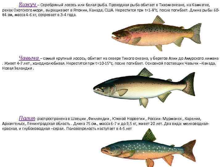 Кижуч – Серебряный лосось или белая рыба. Проходная рыба обитает в Тихом океане, на