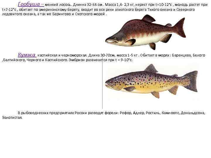 Горбуша – мелкий лосось. Длинна 32 -64 см. Масса 1, 4 - 2, 3
