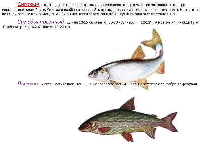 Сиговые - выращиваются в естественных и искусственных водоемах северо-запада и центра европейской части Росси,