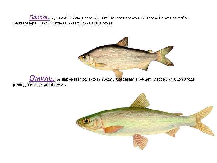 Пелядь. Длина 45 -55 см, масса- 2, 5 -3 кг. Половая зрелость 2 -3