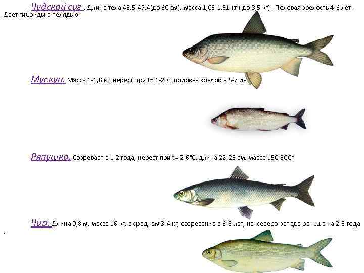 Чудской сиг. Длина тела 43, 5 -47, 4(до 60 см), масса 1, 03 -1,