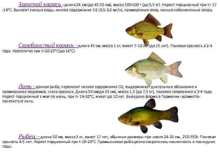 Золотой карась –длина 24 см (до 45 -50 см), масса 500 -600 г (до