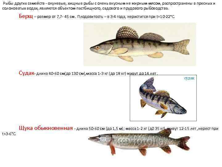  Рыбы других семейств - окуневые, хищные рыбы с очень вкусным не жирным мясом,