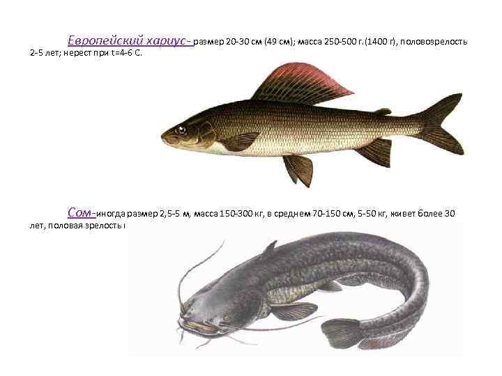 Европейский хариус- размер 20 -30 см (49 см); масса 250 -500 г. (1400 г),