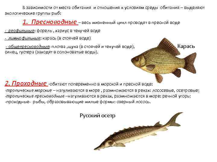 На какой высоте рыба. Экологические группа пресноводных рыб. Классификация экологических групп рыб. Места обитания рыб. Образ жизни карася.
