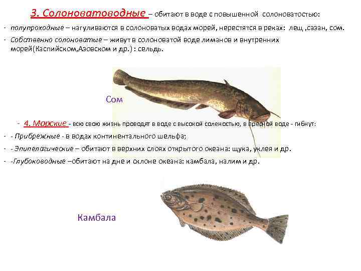 3. Солоноватоводные – обитают в воде с повышенной солоноватостью: - полупроходные – нагуливаются в