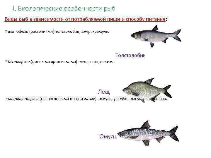 Составьте план ответа о разведении рыб