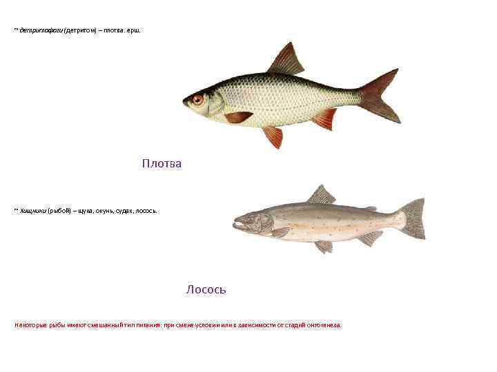 ~ детритофаги (детритом) – плотва. ерш. Плотва ~ Хищники (рыбой) – щука, окунь, судак,