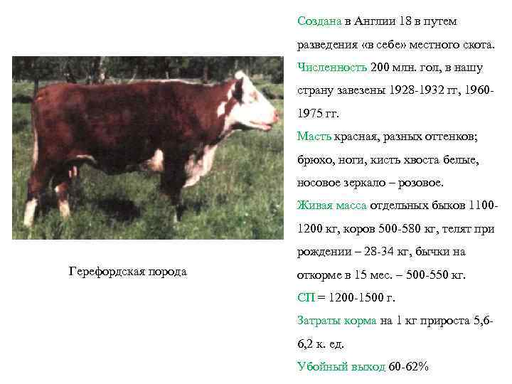Создана в Англии 18 в путем разведения «в себе» местного скота. Численность 200 млн.