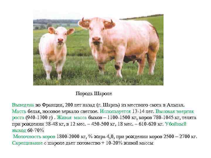 Порода Шароле Выведена во Франции, 200 лет назад (г. Шарль) из местного скота в