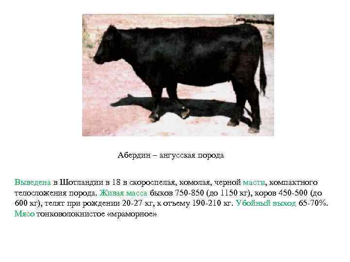 Абердин – ангусская порода Выведена в Шотландии в 18 в скороспелая, комолая, черной масти,