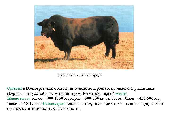 Русская комолая порода Создана в Волгоградской области на основе воспроизводительного скрещивания абердин – ангусской